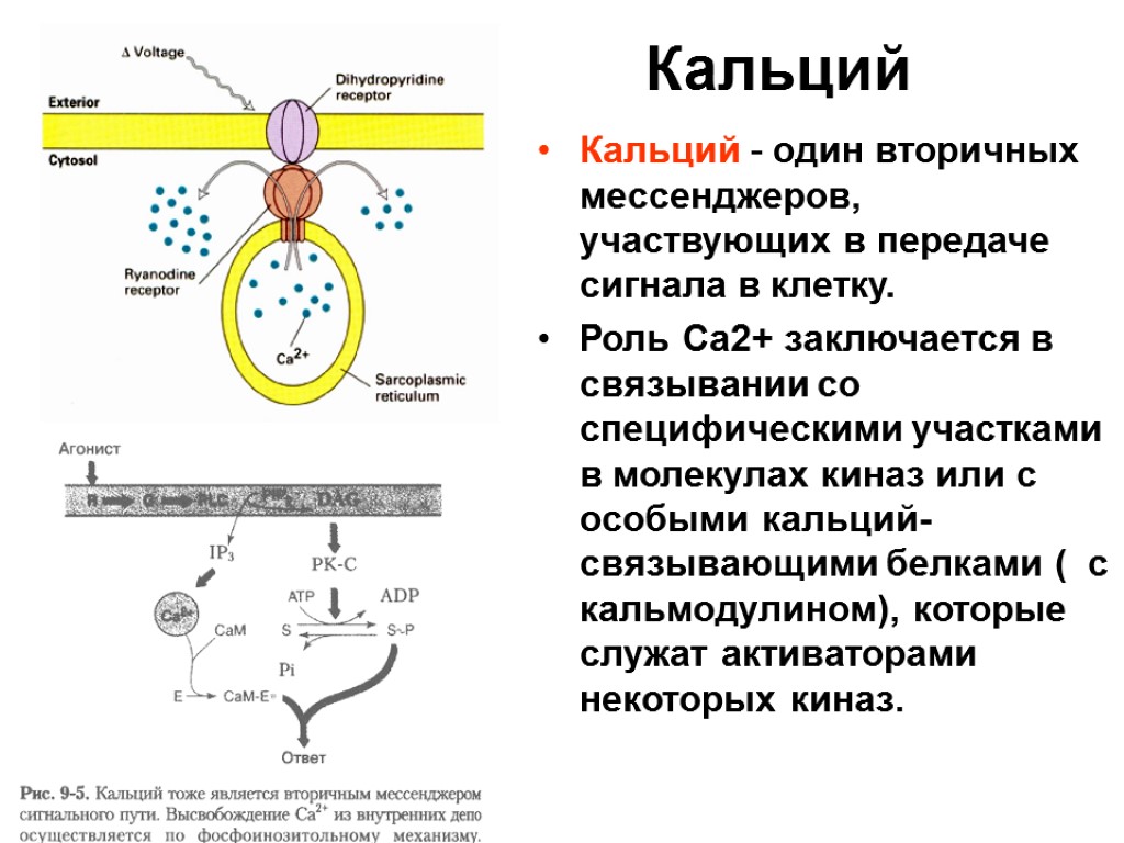 Кальций Кальций - один вторичных мессенджеров, участвующих в передаче сигнала в клетку. Роль Са2+